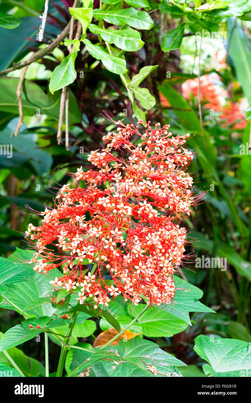 Une pagode dynamique, saine Hawaiian culture des fleurs dans un jardin botanique. Banque D'Images Une pagode dynamique, saine Hawaiian culture des fleurs dans un jardin botanique. Banque D'Images