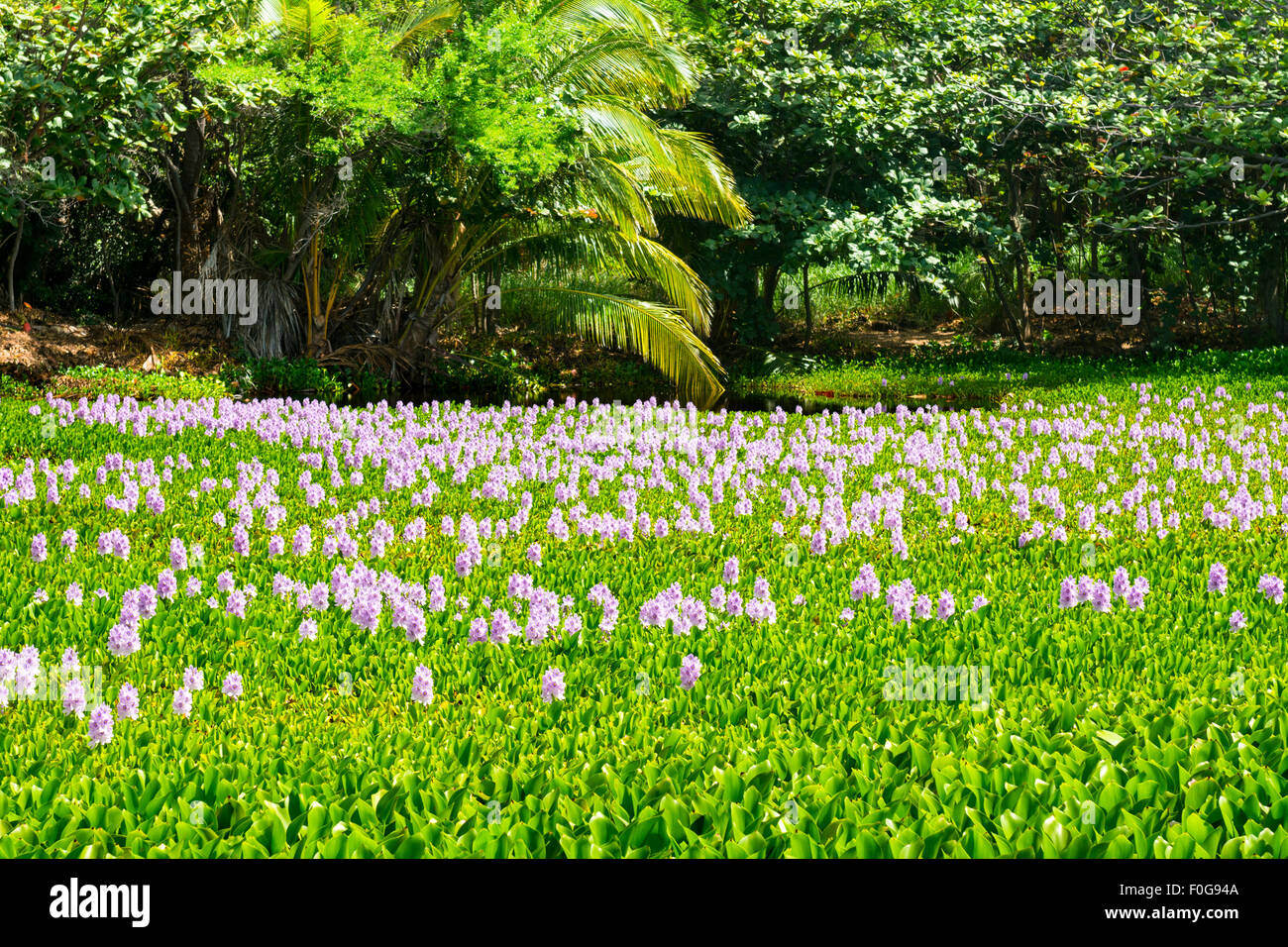 Sur le côté de Punalu'u plage de sable noir est un magnifique étang couvert de plantes aquatiques vert et de belles fleurs violettes. Banque D'Images