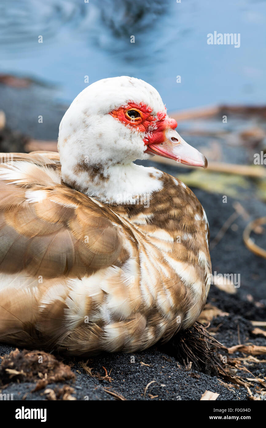 Un vieux duck repose près des rives d'un petit étang Banque D'Images