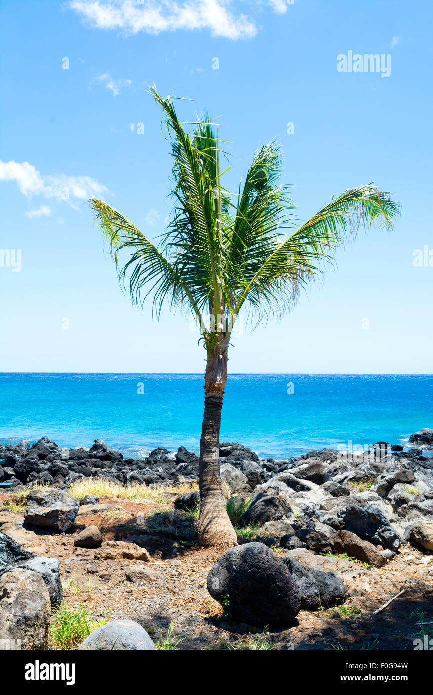 Un seul palmier donne sur une plage tropicale à Hawaï Banque D'Images
