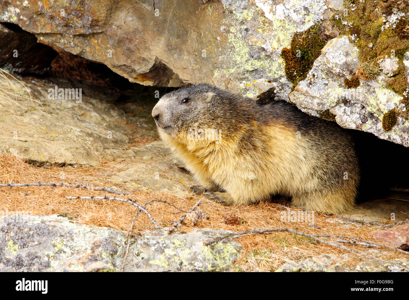 Portrait de la marmotte de l'isolé tandis que les bâillements, marmotte, marmotte des Alpes italiennes Banque D'Images