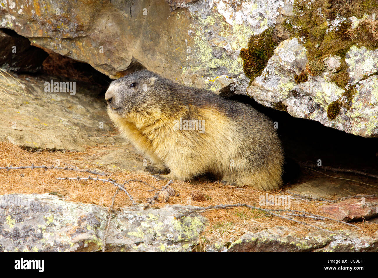 Portrait de la marmotte de l'isolé tandis que les bâillements, marmotte, marmotte des Alpes italiennes Banque D'Images