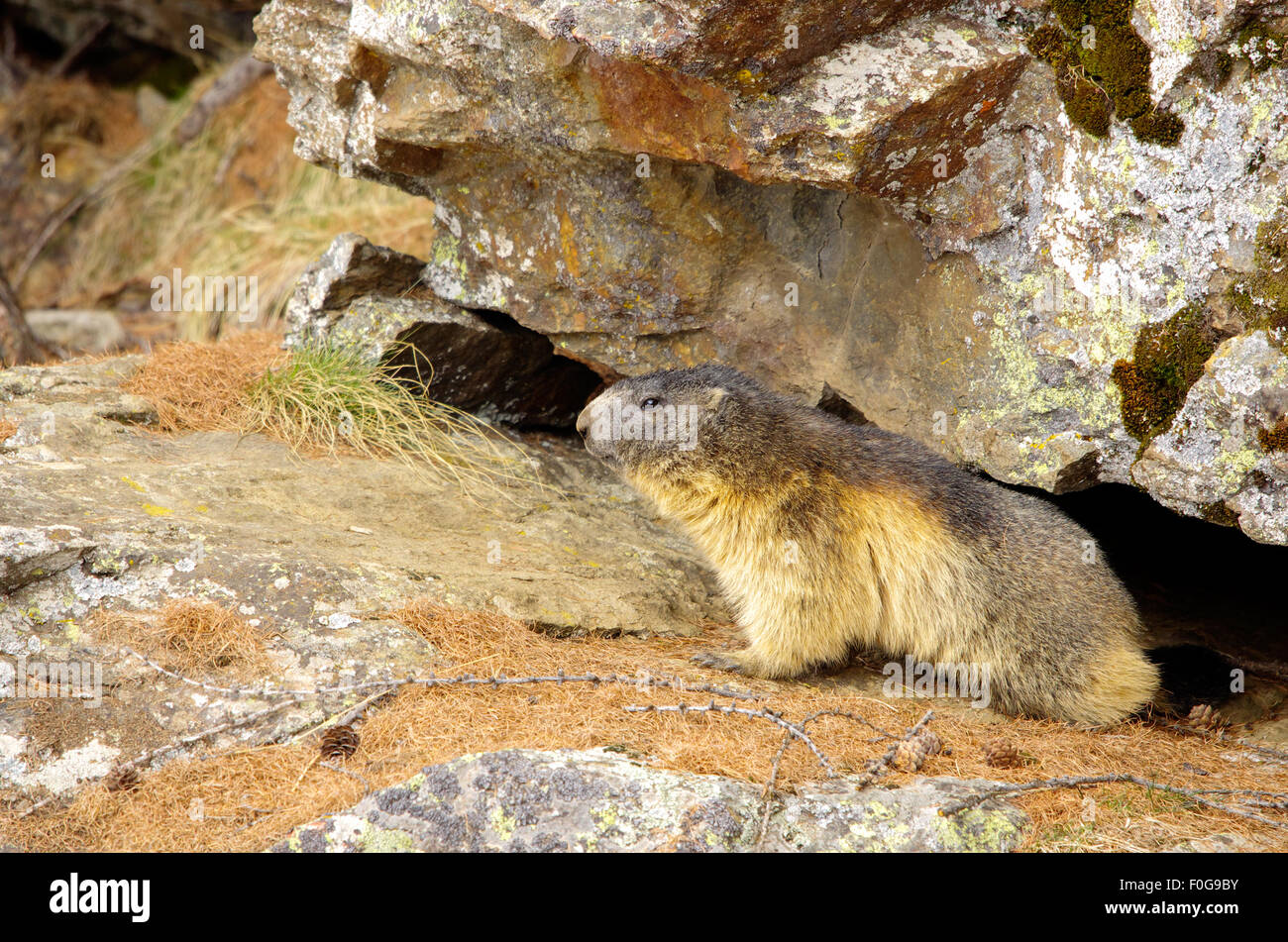 Portrait de la marmotte de l'isolé tandis que les bâillements, marmotte, marmotte des Alpes italiennes Banque D'Images