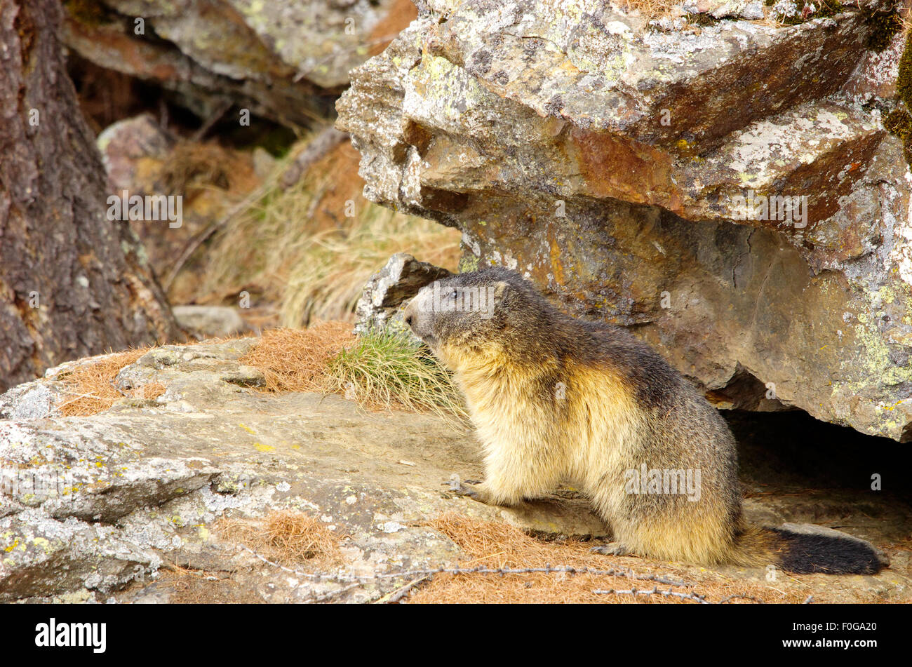 Portrait de la marmotte de l'isolé tandis que les bâillements, marmotte, marmotte des Alpes italiennes Banque D'Images