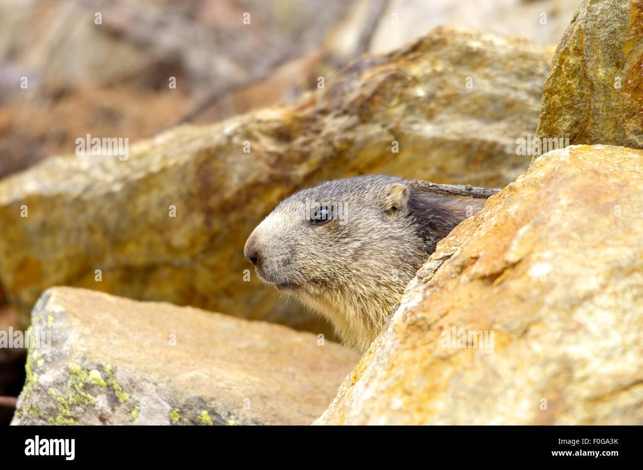 Portrait de la marmotte de l'isolé tandis que les bâillements, marmotte, marmotte des Alpes italiennes Banque D'Images