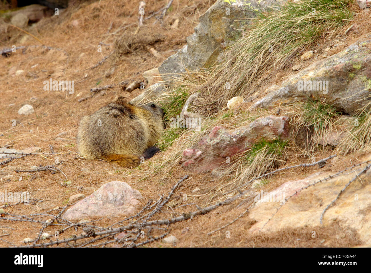 Portrait de la marmotte de l'isolé tandis que les bâillements, marmotte, marmotte des Alpes italiennes Banque D'Images