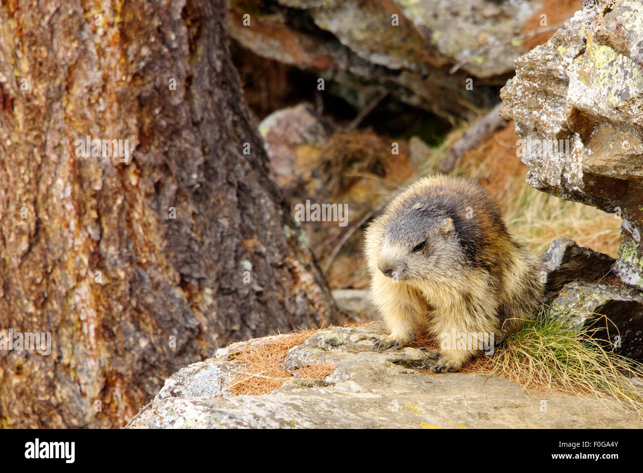 Portrait de la marmotte de l'isolé tandis que les bâillements, marmotte, marmotte des Alpes italiennes Banque D'Images
