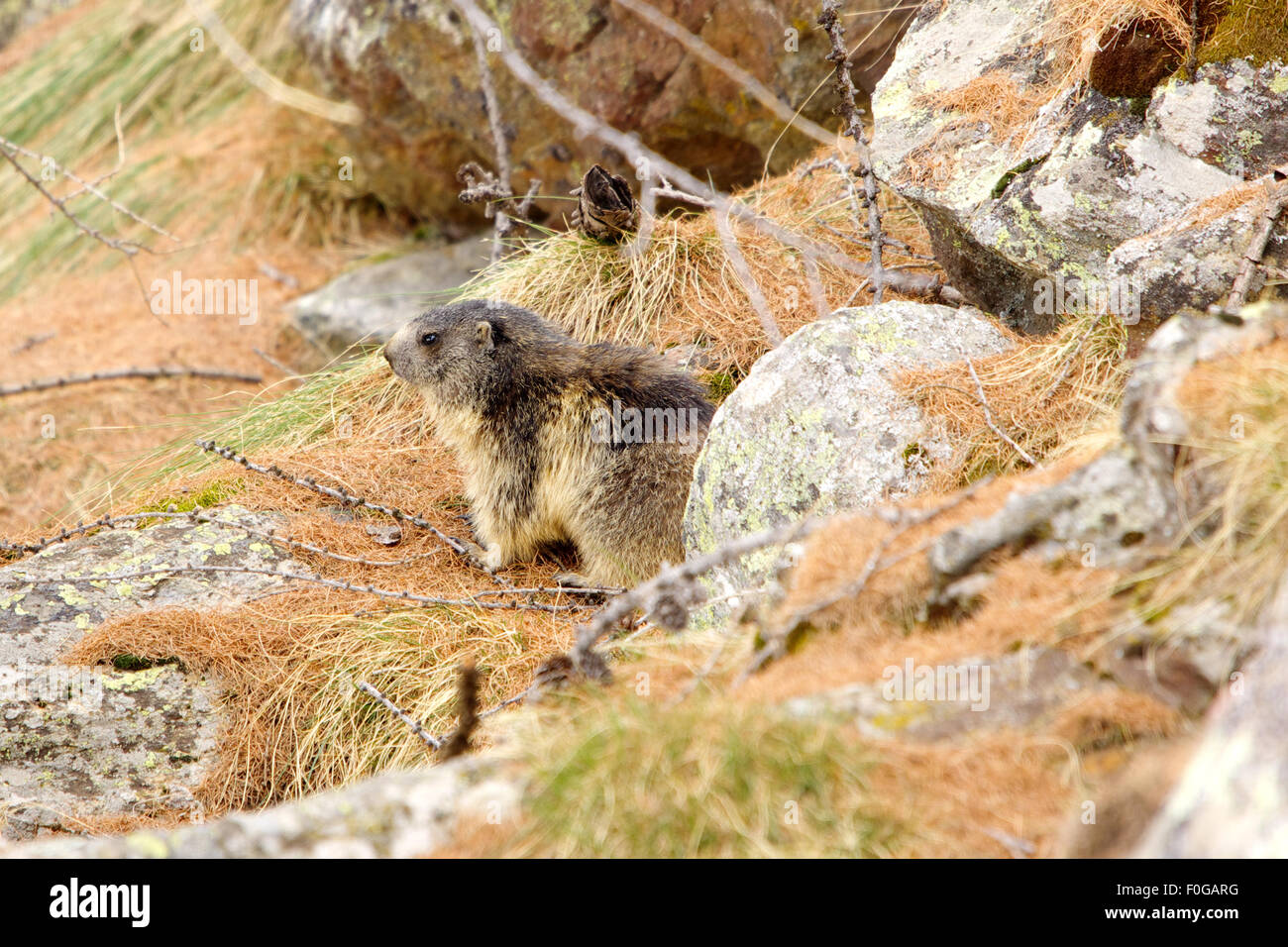 Portrait de la marmotte de l'isolé tandis que les bâillements, marmotte, marmotte des Alpes italiennes Banque D'Images