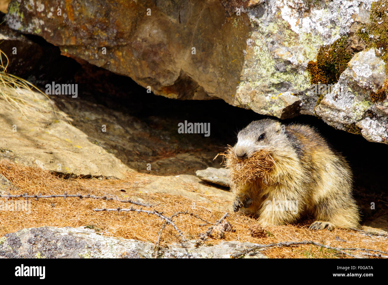Portrait de la marmotte de l'isolé tandis que les bâillements, marmotte, marmotte des Alpes italiennes Banque D'Images