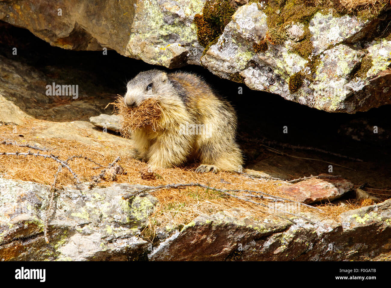 Portrait de la marmotte de l'isolé tandis que les bâillements, marmotte, marmotte des Alpes italiennes Banque D'Images