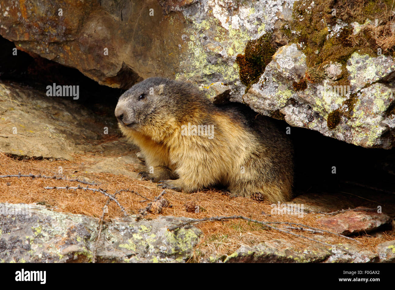 Portrait de la marmotte de l'isolé tandis que les bâillements, marmotte, marmotte des Alpes italiennes Banque D'Images