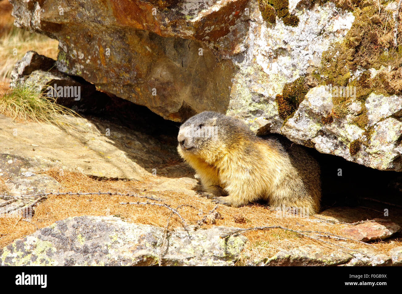 Portrait de la marmotte de l'isolé tandis que les bâillements, marmotte, marmotte des Alpes italiennes Banque D'Images