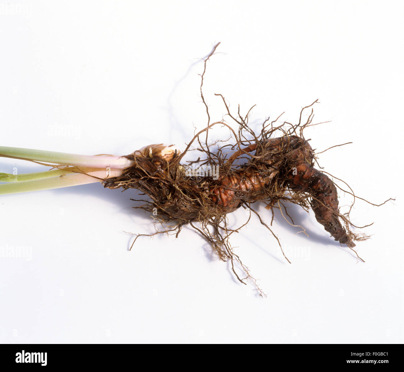 Schlangenknoeterich, Polygonum bistorta, - Banque D'Images