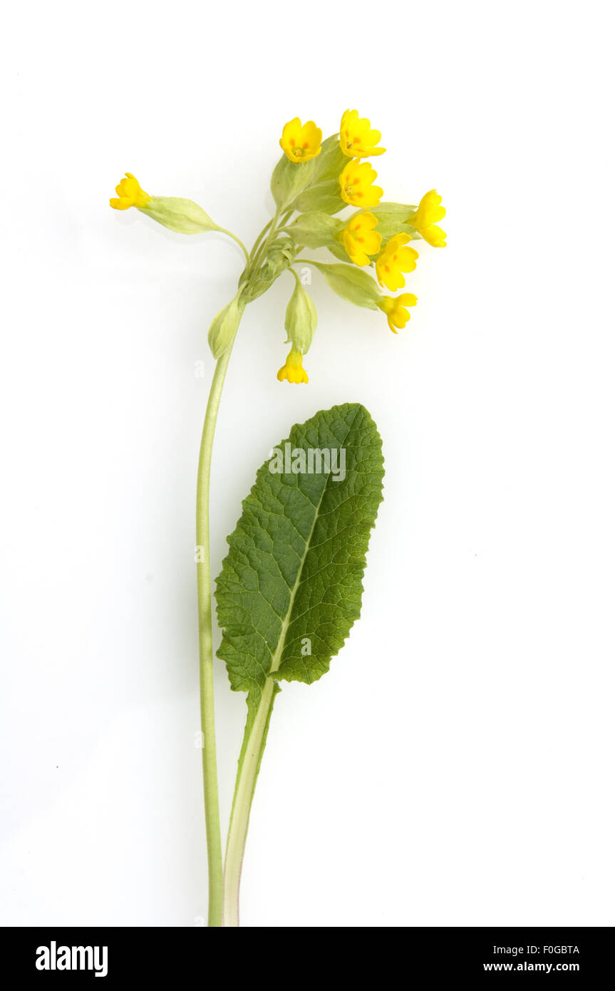 Schluesselblume, Primula veris, Banque D'Images