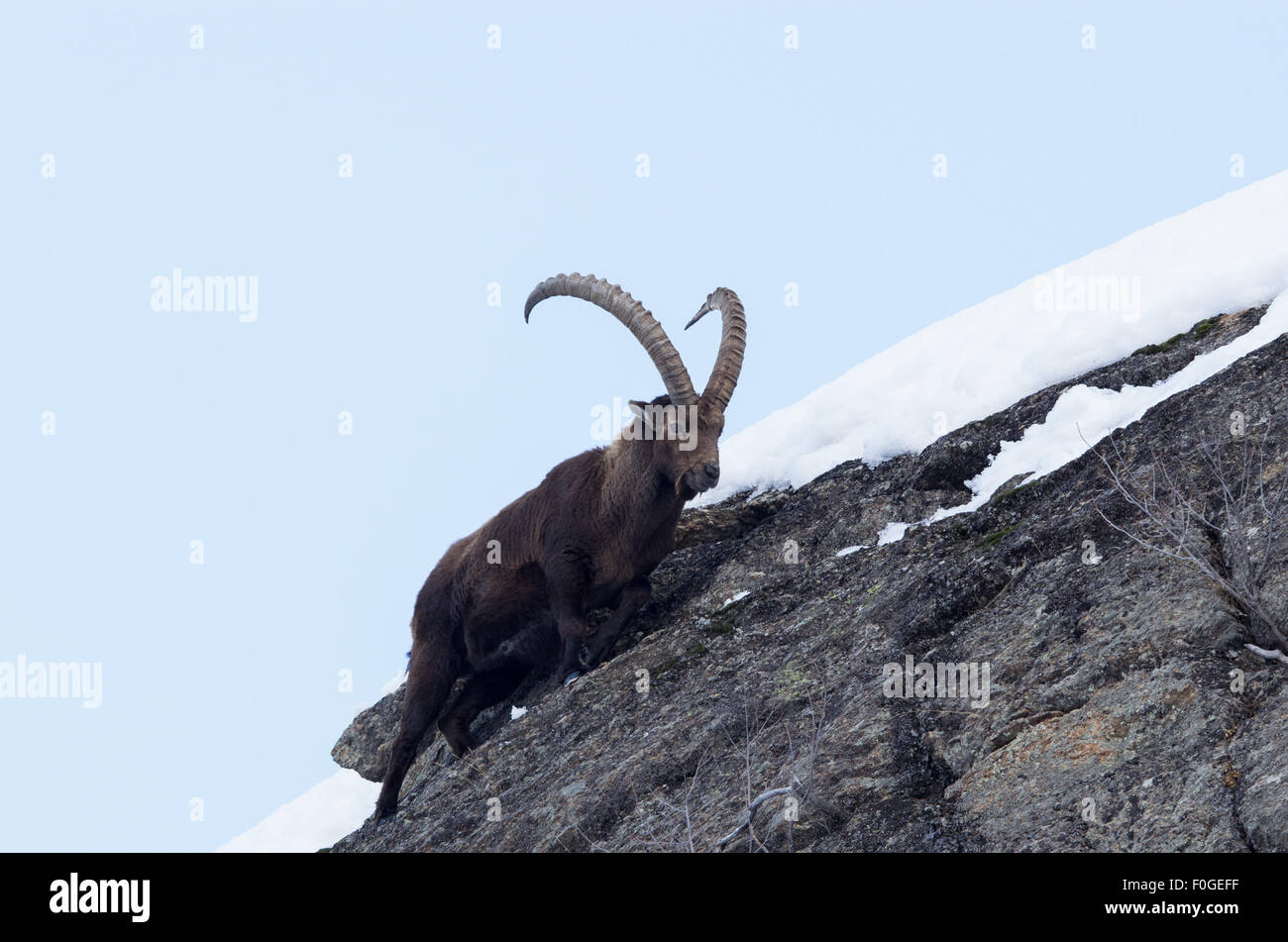 Chamois, bouquetins, court et saute dans la neige, dans les alpes bleu ciel, les mammifères du parc Gran Paradiso Banque D'Images