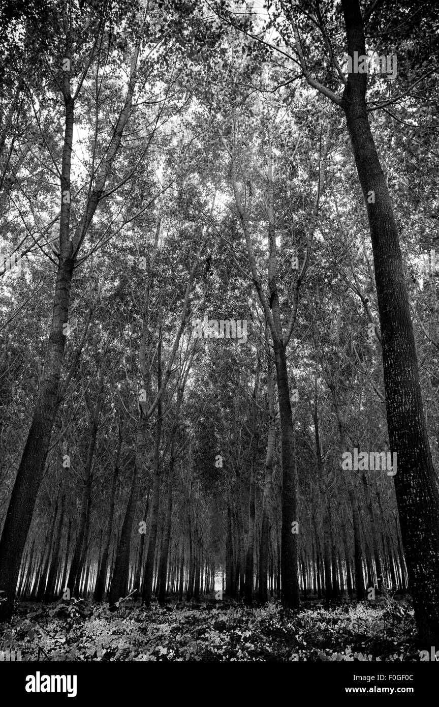 Forêt de chêne en pein coeur de la Toscane, Italie Banque D'Images