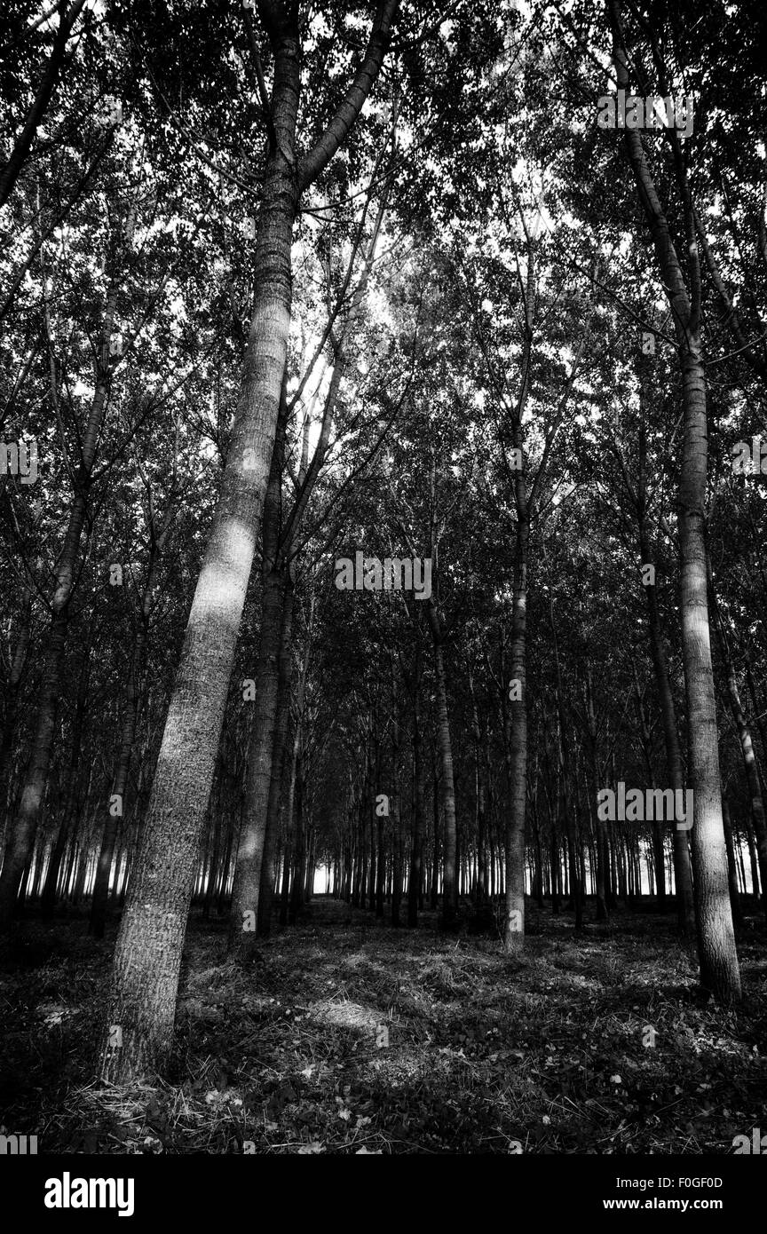 Forêt de chêne en pein coeur de la Toscane, Italie Banque D'Images