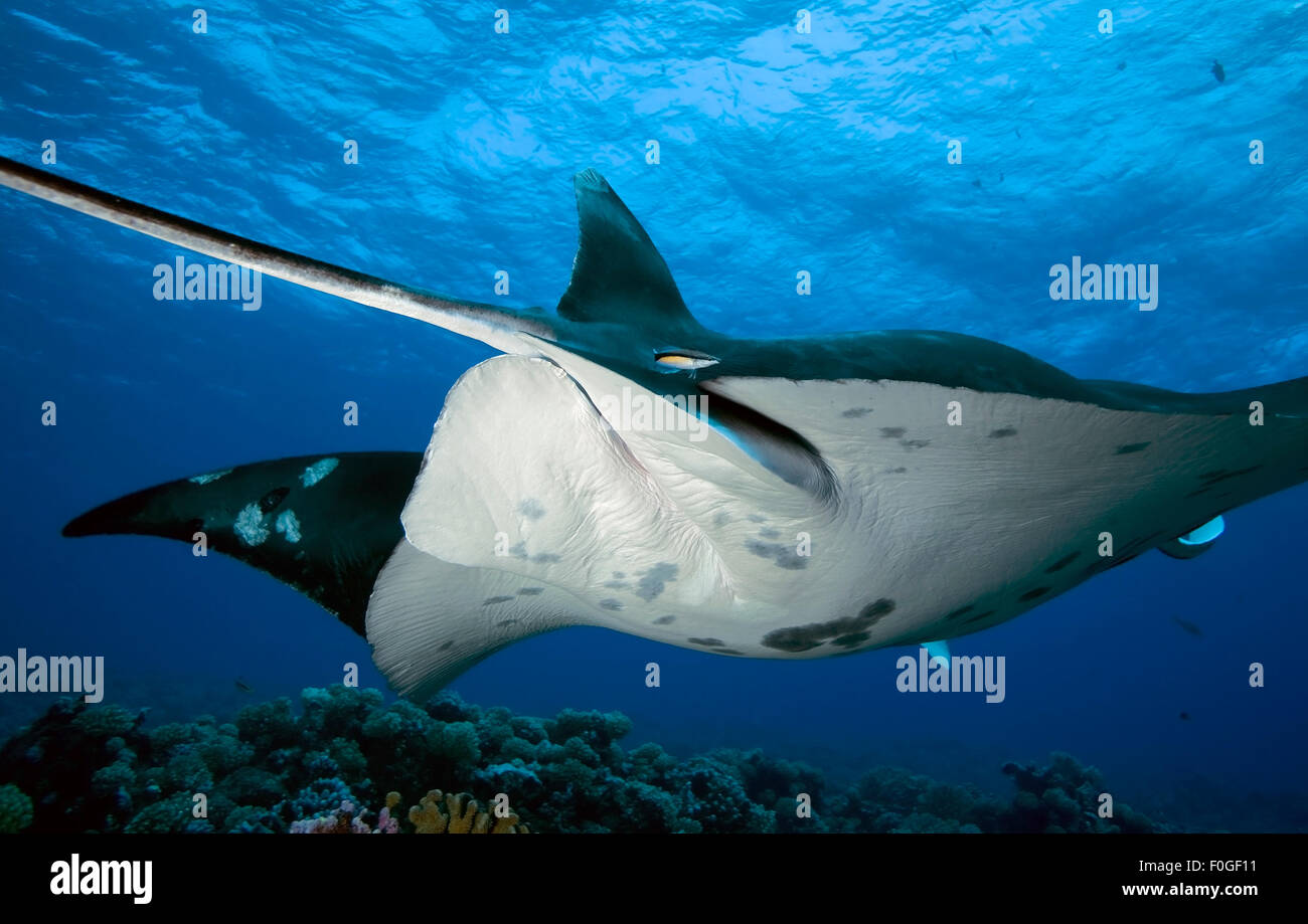 Vue arrière du MANTA RAY nettoyer par de petits poissons napoléons Banque D'Images