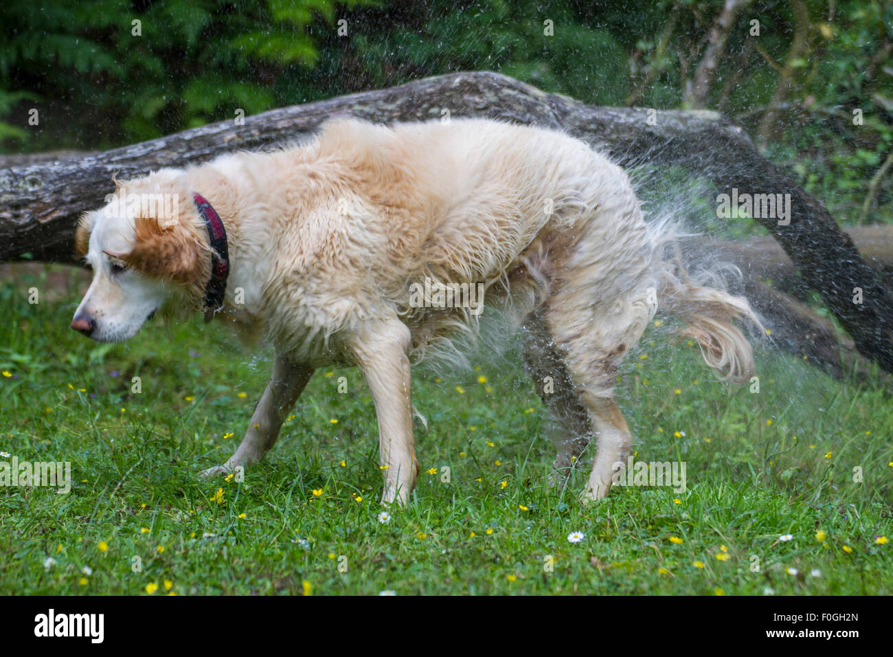 Heureux retriever dog shaking de woodland river nager Banque D'Images