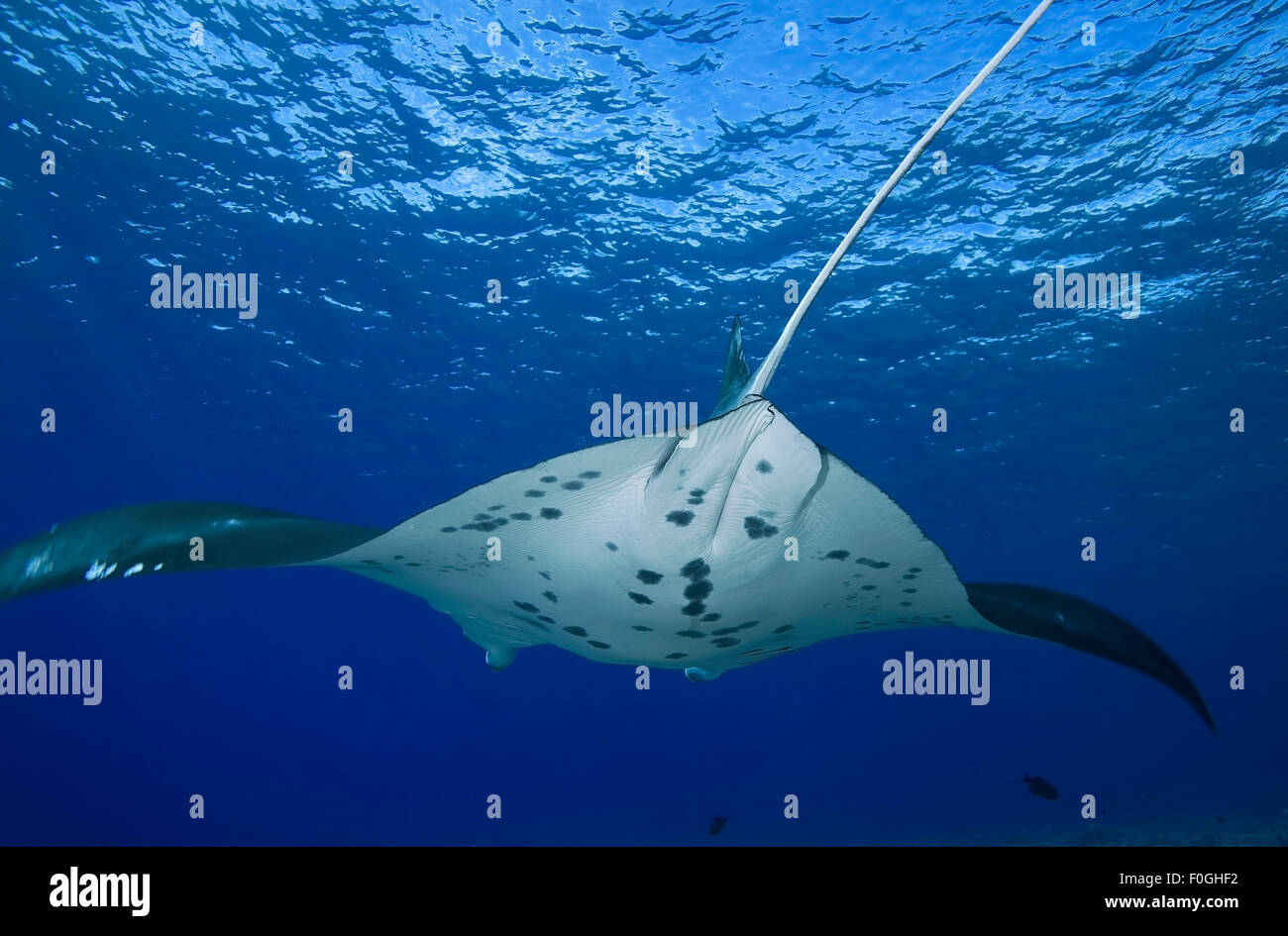 Vue arrière du MANTA RAY NAGER SUR LE BLEU Banque D'Images