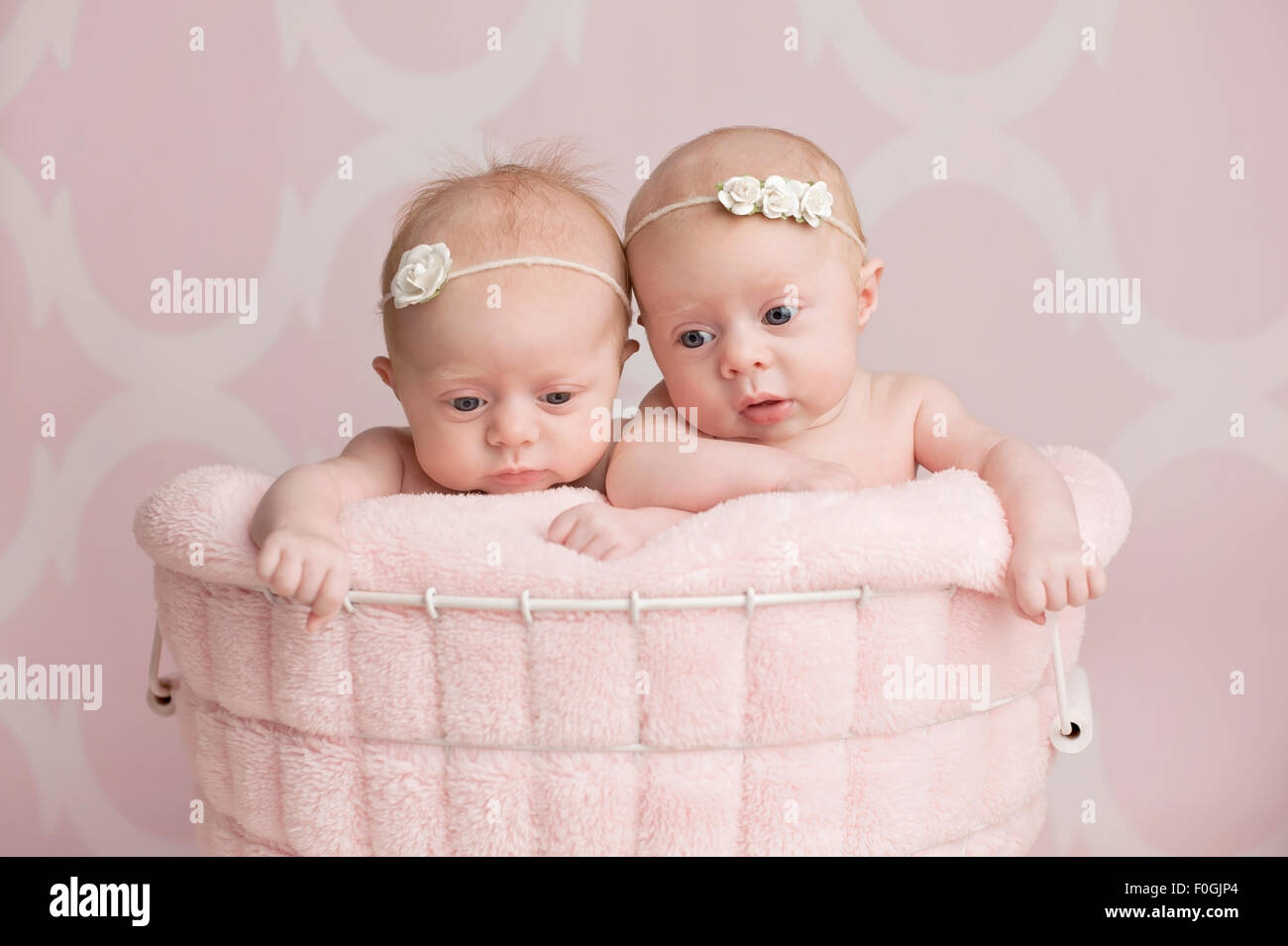 Sept semaines, frère jumeau bébé filles assis dans un panier métallique. Tourné dans le studio contre un fond rose. Banque D'Images