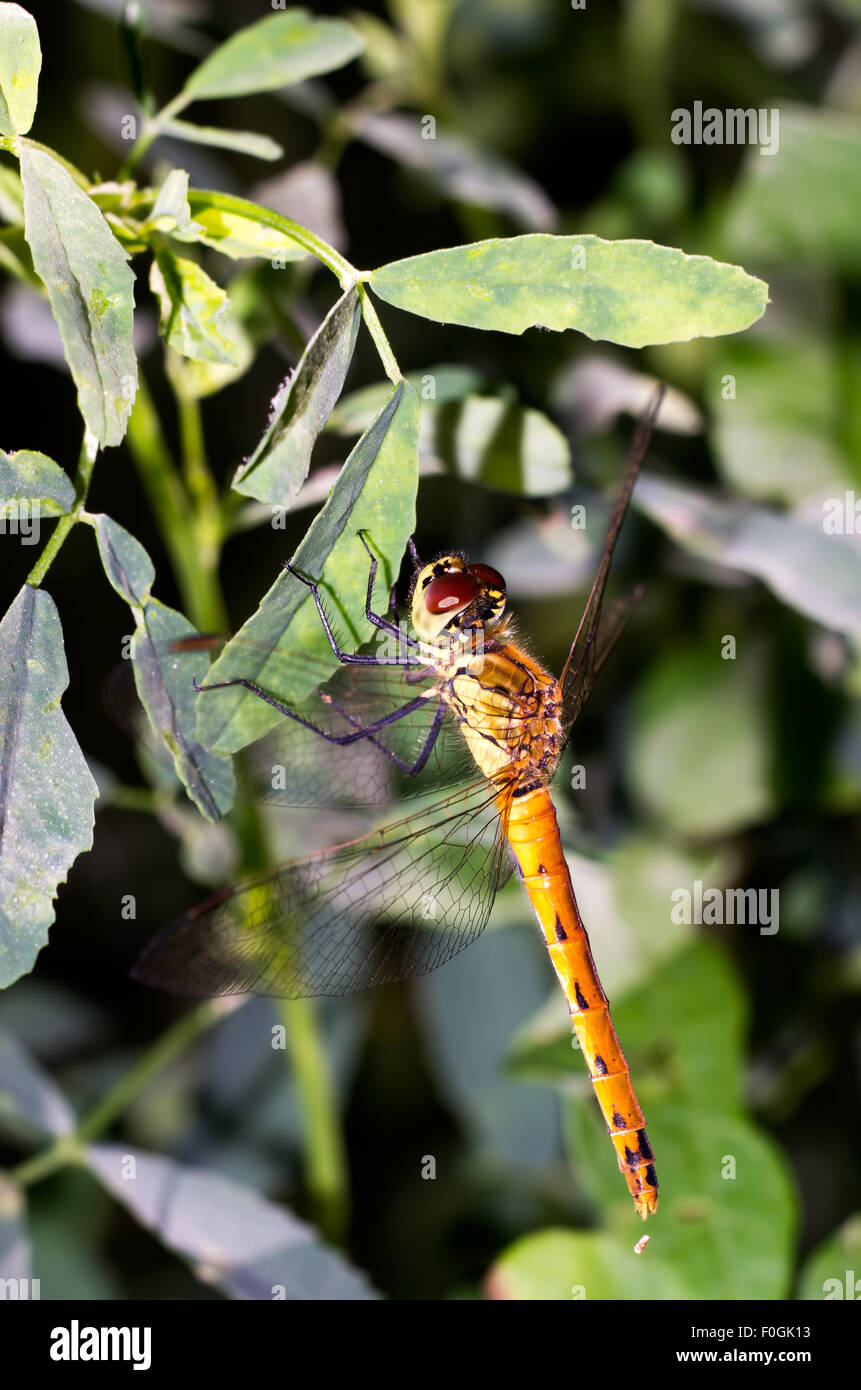 Libre de libellule, libellule, macro libellule jaune mangeant un bug, gros plan des yeux de libellule, libellule posée sur une fleur Banque D'Images