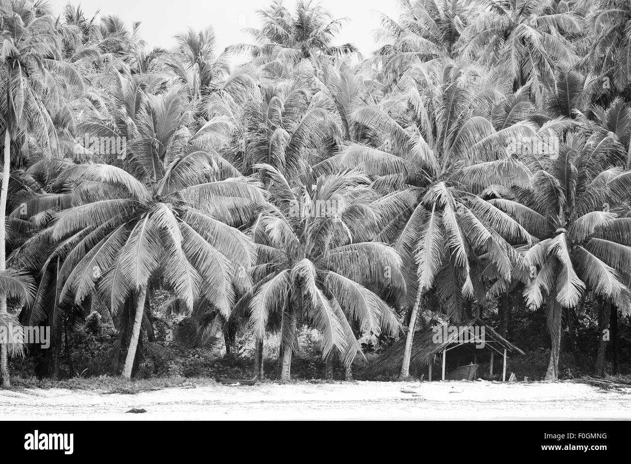 Les îles Mentawai, Indonésie, Paysage, palmier, noix de coco, coprah, plantation Banque D'Images