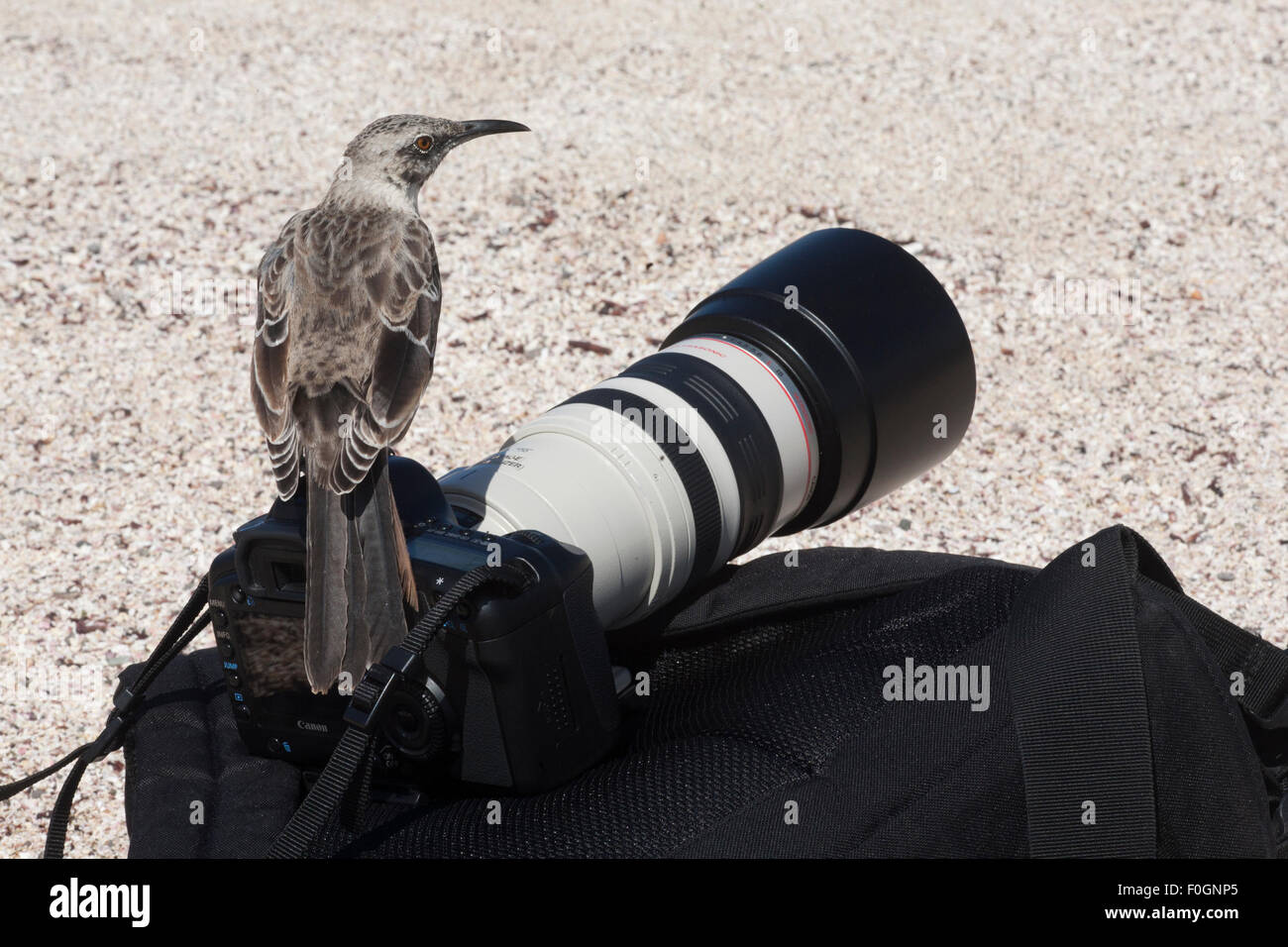 Espanola Mockingbird (Mimus macdonaldi) perché sur l'appareil photo de touriste et pack. Banque D'Images