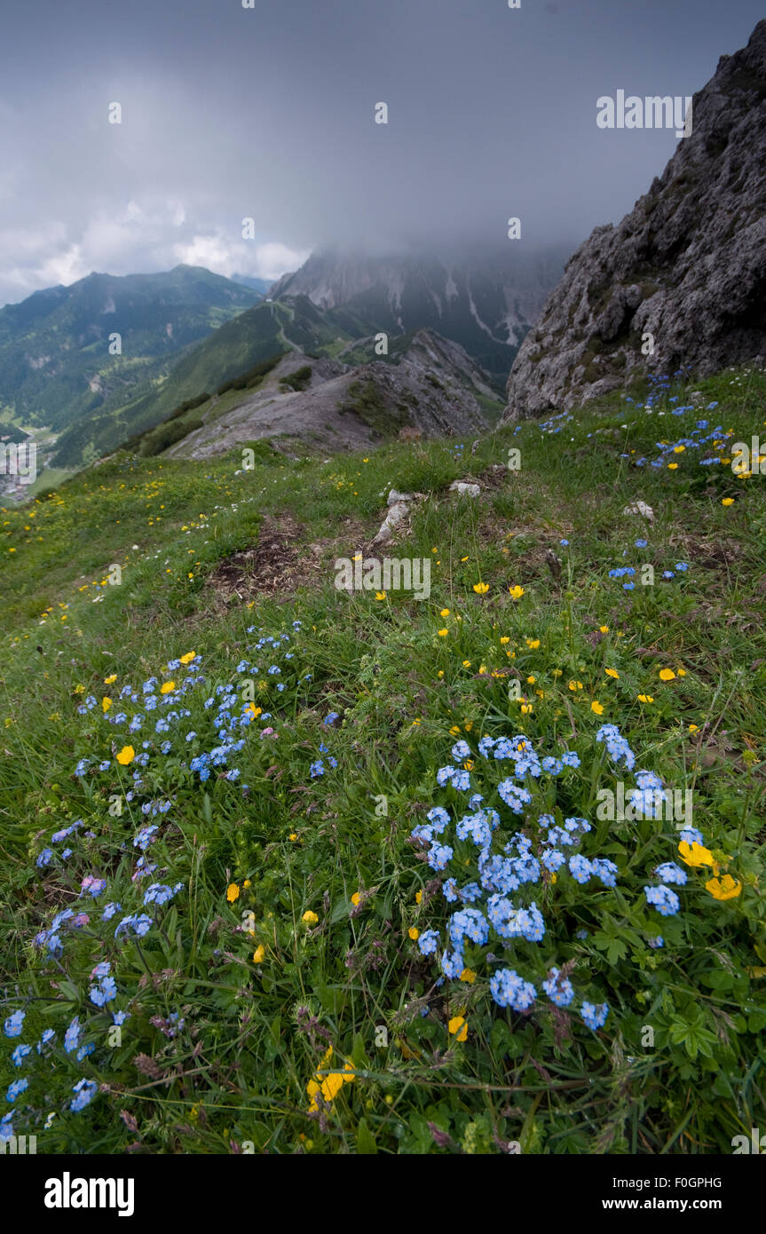 Alpine forget-me-not (Myosotis asiatica) fleurs, Liechtenstein, Juin 2009 Banque D'Images