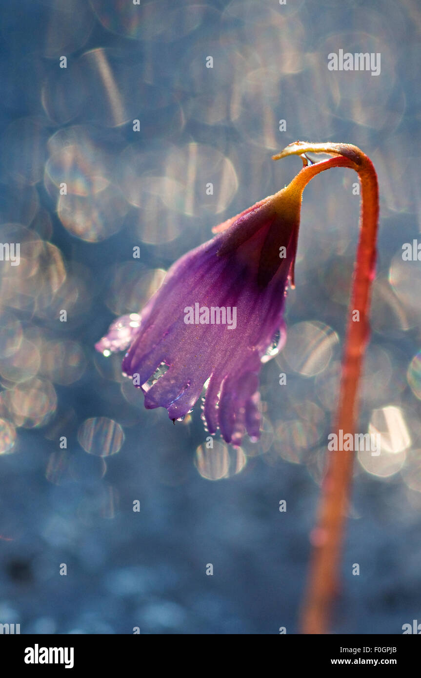 Snowbell nain (Soldanella pusilla) en fleur, Liechtenstein, Juin 2009 Banque D'Images