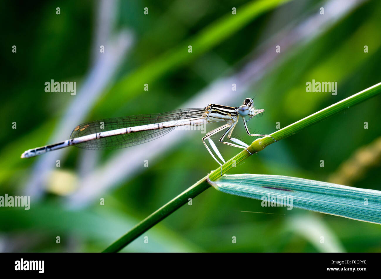 Libre de libellule, libellule, macro libellule jaune mangeant un bug, gros plan des yeux de libellule, libellule posée sur une fleur Banque D'Images