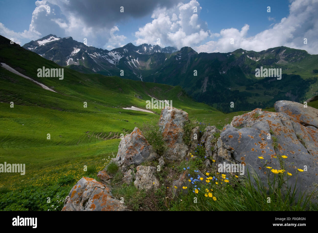 La floraison renoncules (Ranunculus) breyninus et Alpine forget-me-not (Myosotis asiatica) avec le Grauspitz (2,599m) dans la distance, la plus haute montagne au Liechtenstein, Juin 2009 Banque D'Images