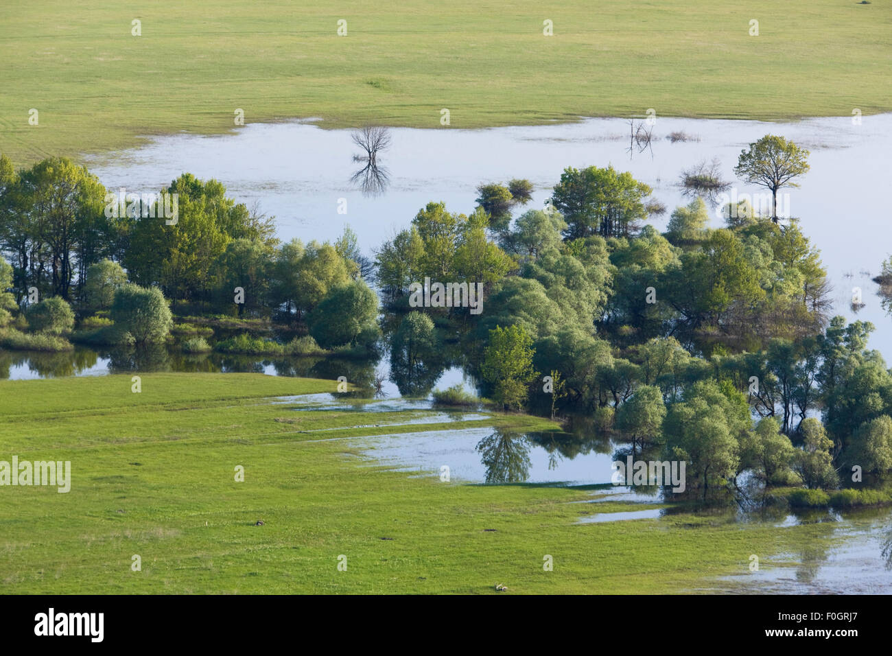 Les arbres dans l'eau des inondations, principalement le saule blanc (Salix alba) avec certains le mûrier blanc (Morus alba) tremble, peuplier et frêne, Kazanc Livanjsko Polje (salon, plateau karstique) Bosnie et Herzégovine, Mai 2009 Banque D'Images