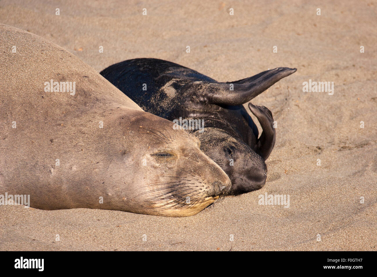 Éléphant de mer du Nord (Mirounga angustirostris) mère et pup sur la plage Banque D'Images