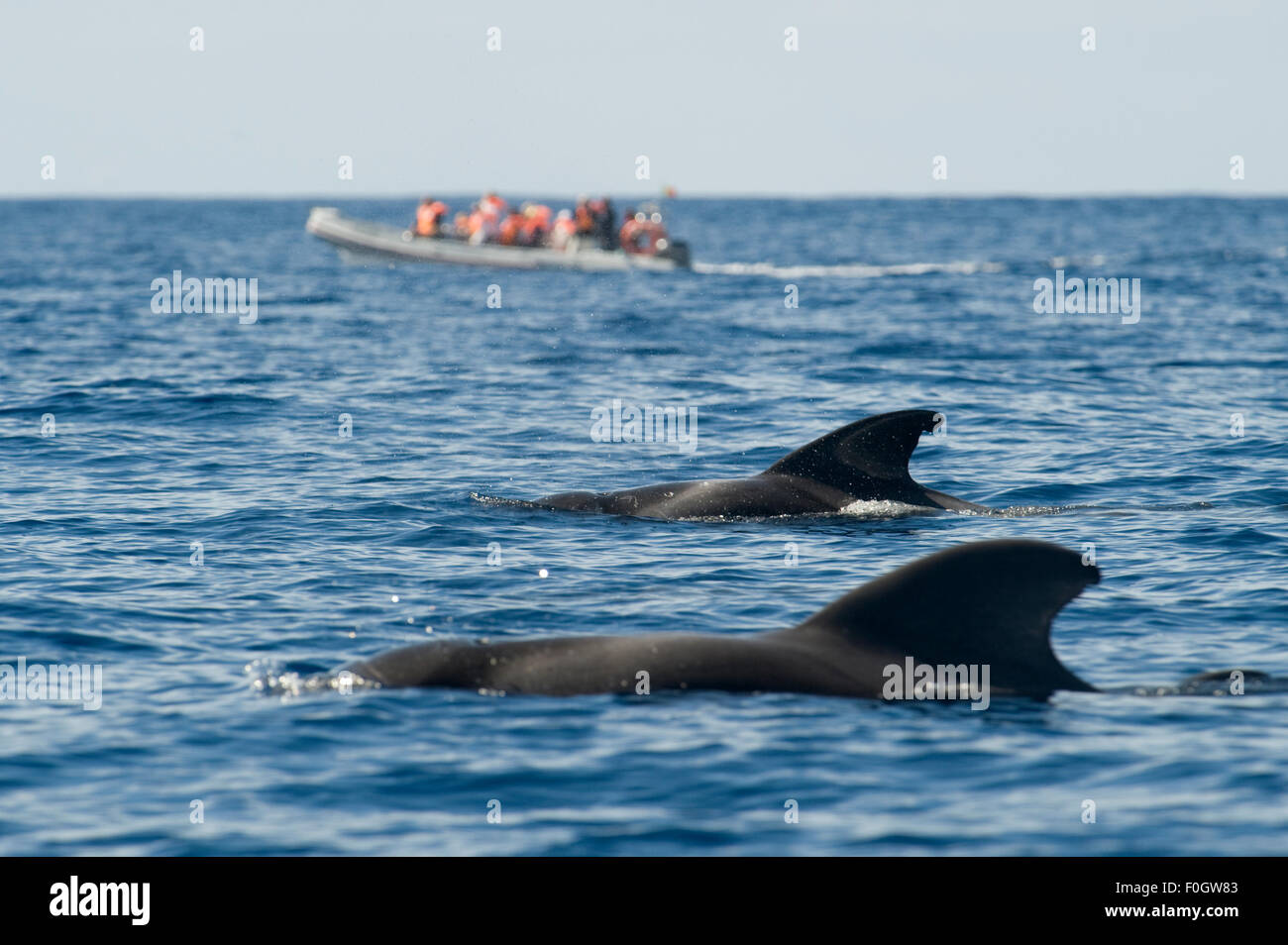 Deux courtes globicéphale noir (Globicephala macrorhynchus) avec un petit bateau d'observation des baleines dans la distance, Pico, Açores, Portugal, Juin 2009 Banque D'Images