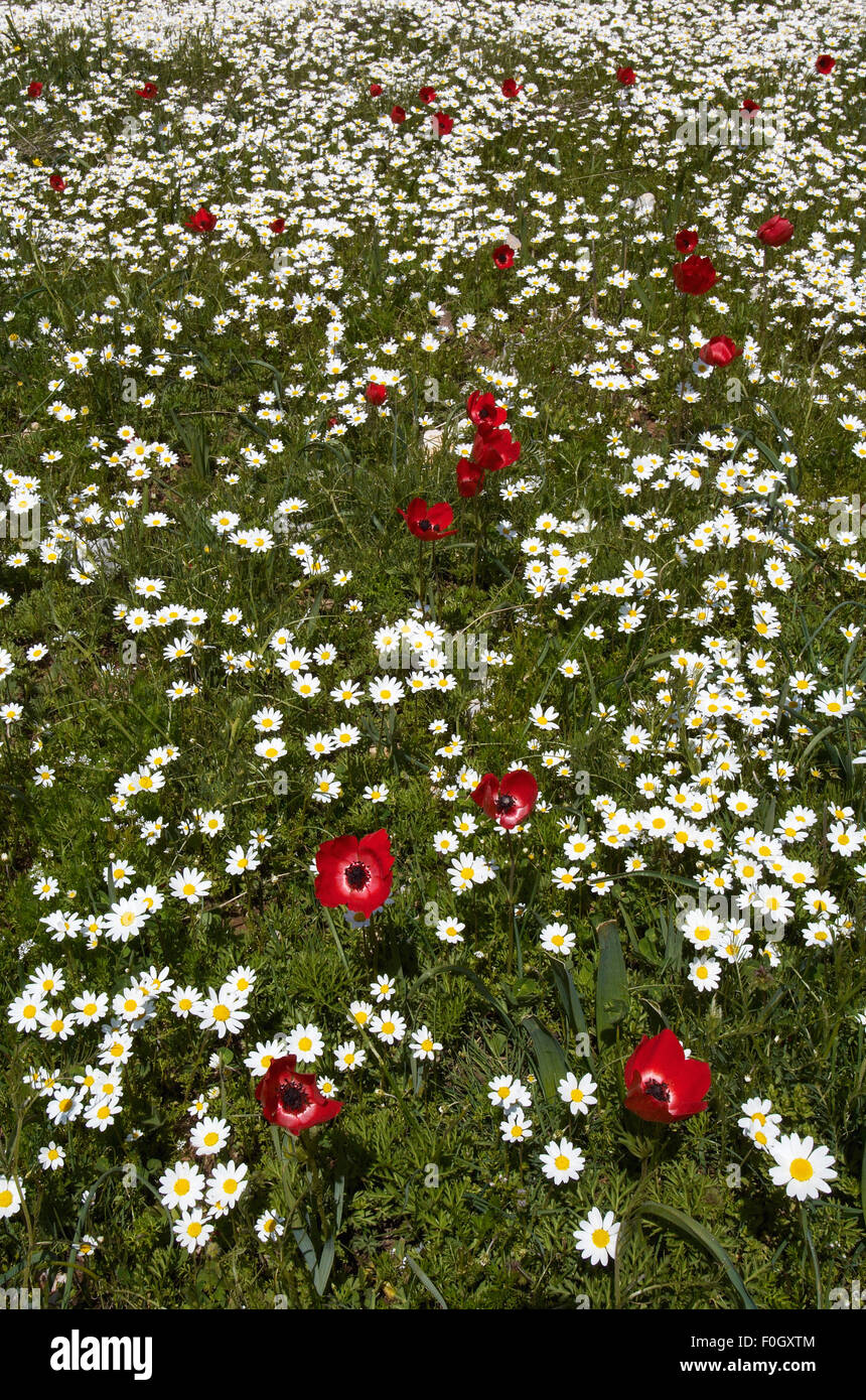 Camomille et de pavot rouge des anémones (Anemone coronaria) floraison dans un champ, Katharo, Crète, Grèce, avril 2009 Banque D'Images