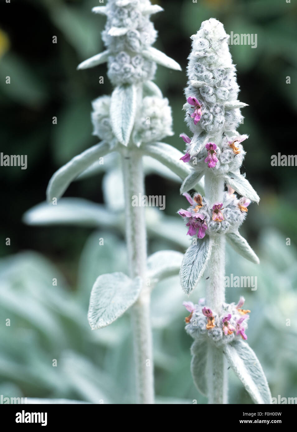 Wollziest, Stachys byzantina, Eselsohr,, Banque D'Images