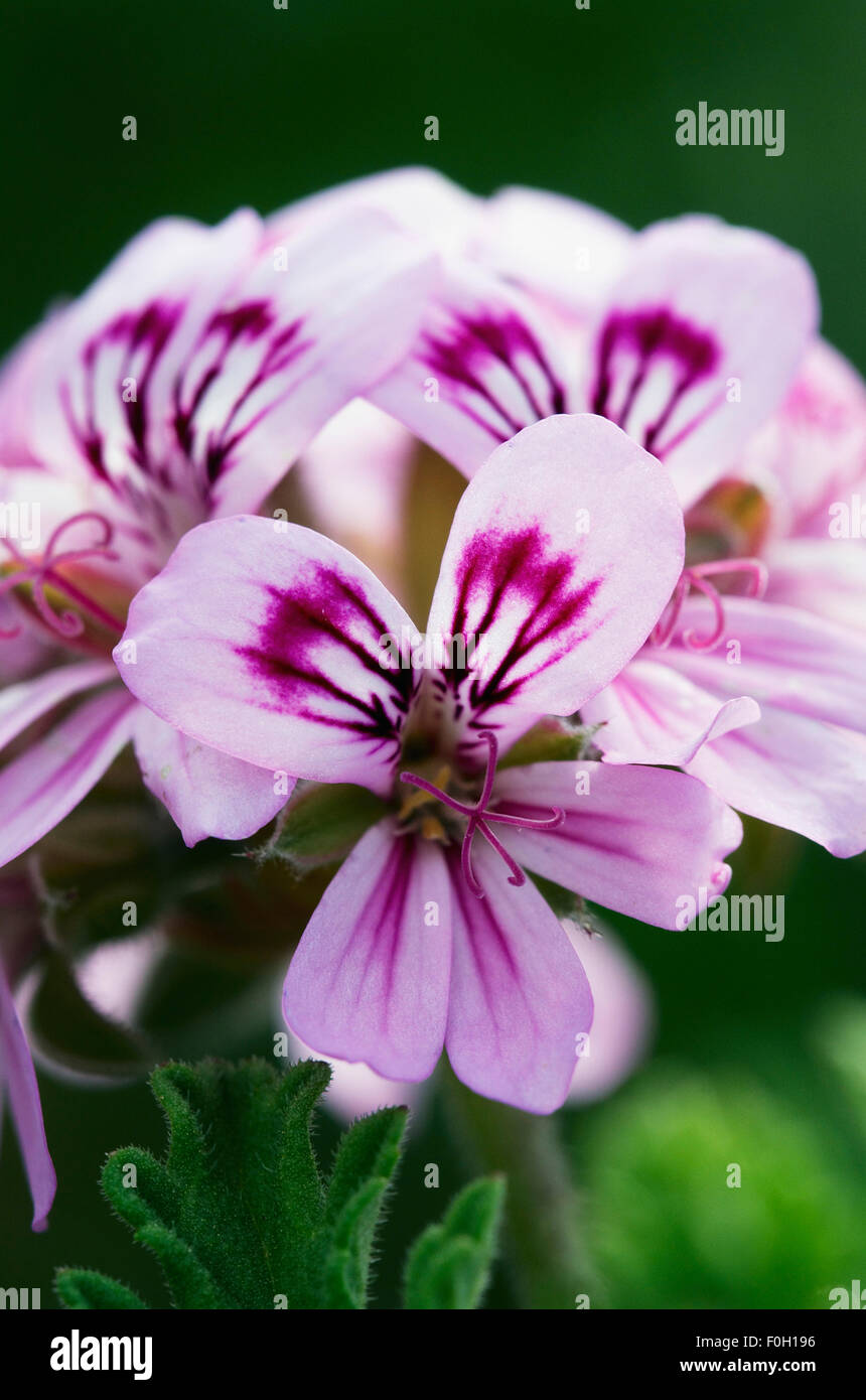 Close-up de Apple géranium (Pelargonium odoratissimum) fleur, Crète, Grèce, avril 2009 Banque D'Images