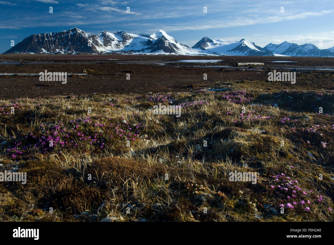 Prins Karls Forland, Svalbard, Norvège, juin 2008 Banque D'Images