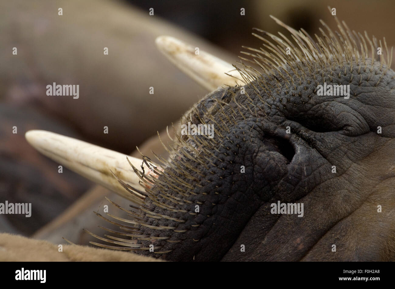 Le Morse (Obdobenus rosmarus) close-up de Prins Karls Forland, nez, Svalbard, Norvège, Juillet 2008 Banque D'Images