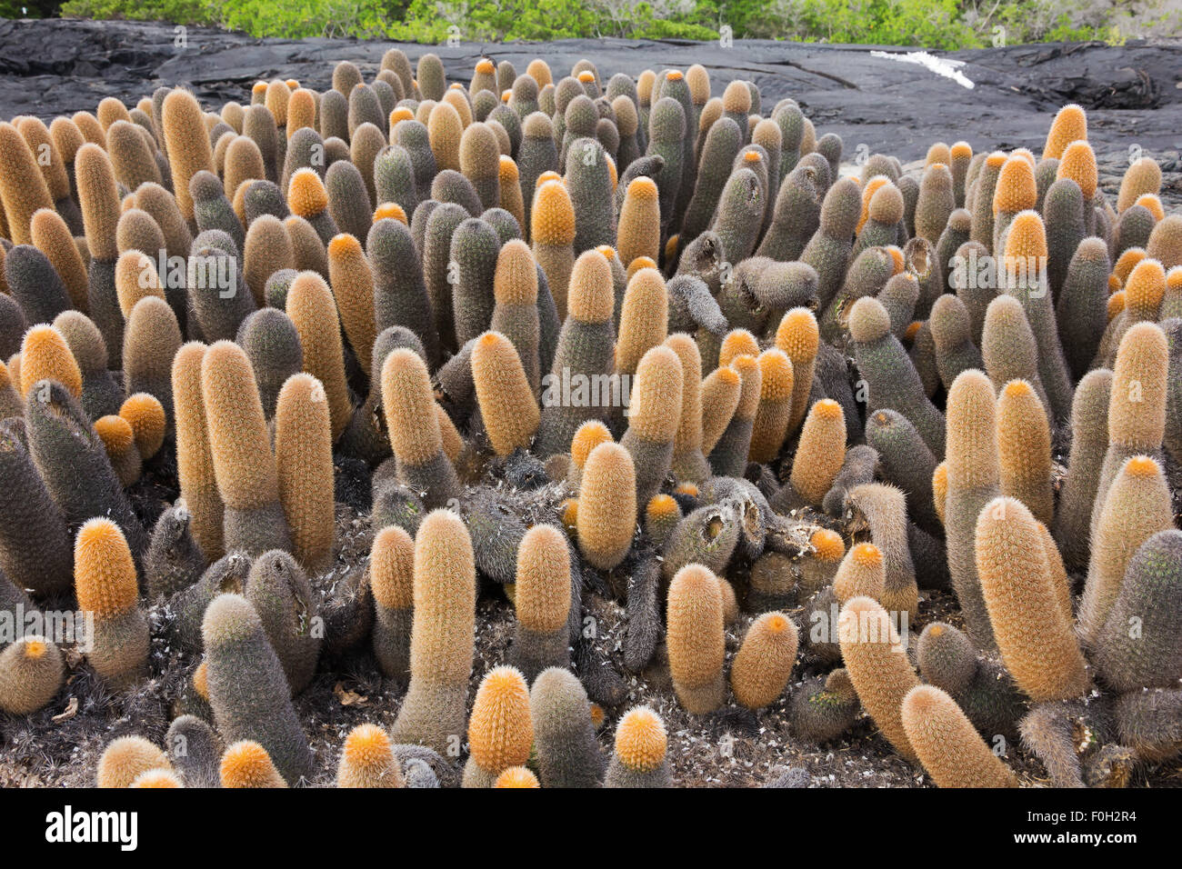 Cactus de lave envahissant un champ de lave Banque D'Images