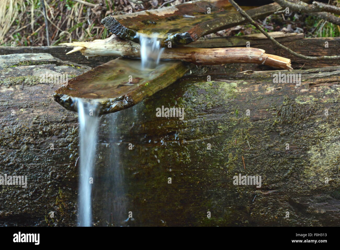 Source de l'eau archaïques - canal en bois au printemps Banque D'Images