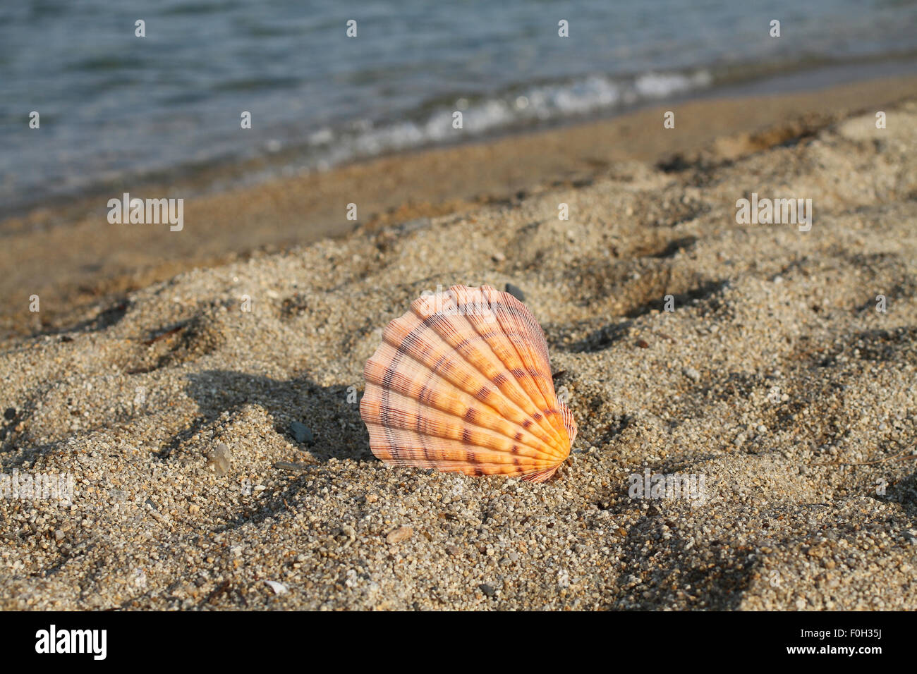 Big orange sea shell sur mer Banque D'Images