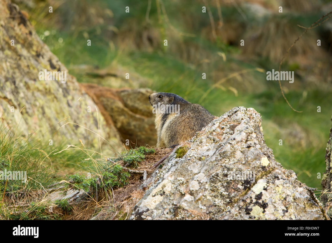 Portrait de la marmotte de l'isolé tandis que les bâillements, marmotte, marmotte des Alpes italiennes Banque D'Images
