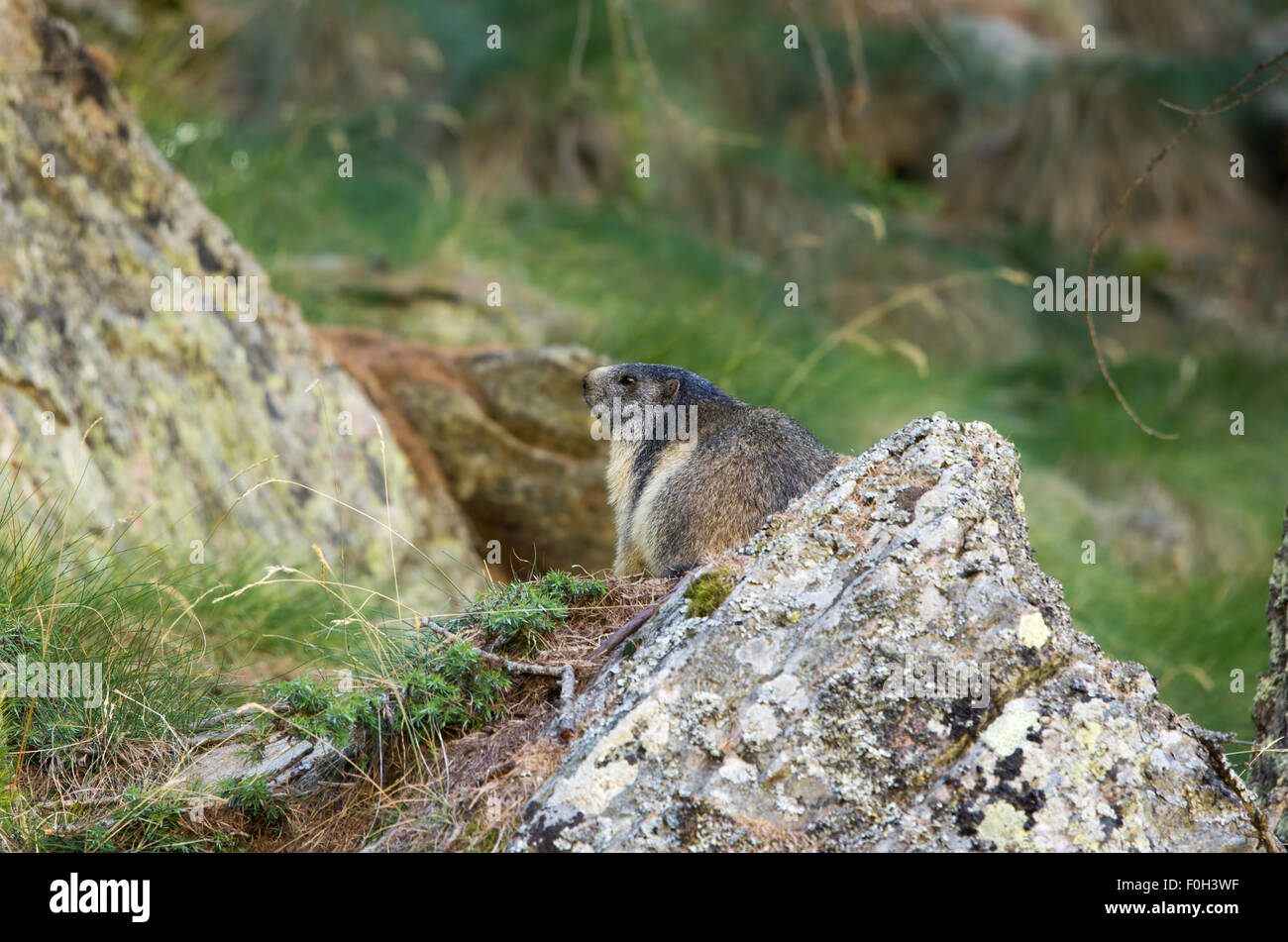 Portrait de la marmotte de l'isolé tandis que les bâillements, marmotte, marmotte des Alpes italiennes Banque D'Images
