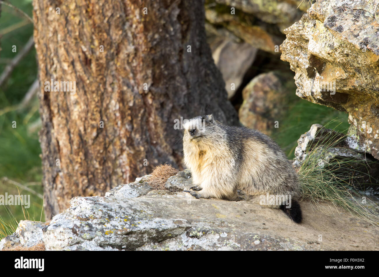 Portrait de la marmotte de l'isolé tandis que les bâillements, marmotte, marmotte des Alpes italiennes Banque D'Images
