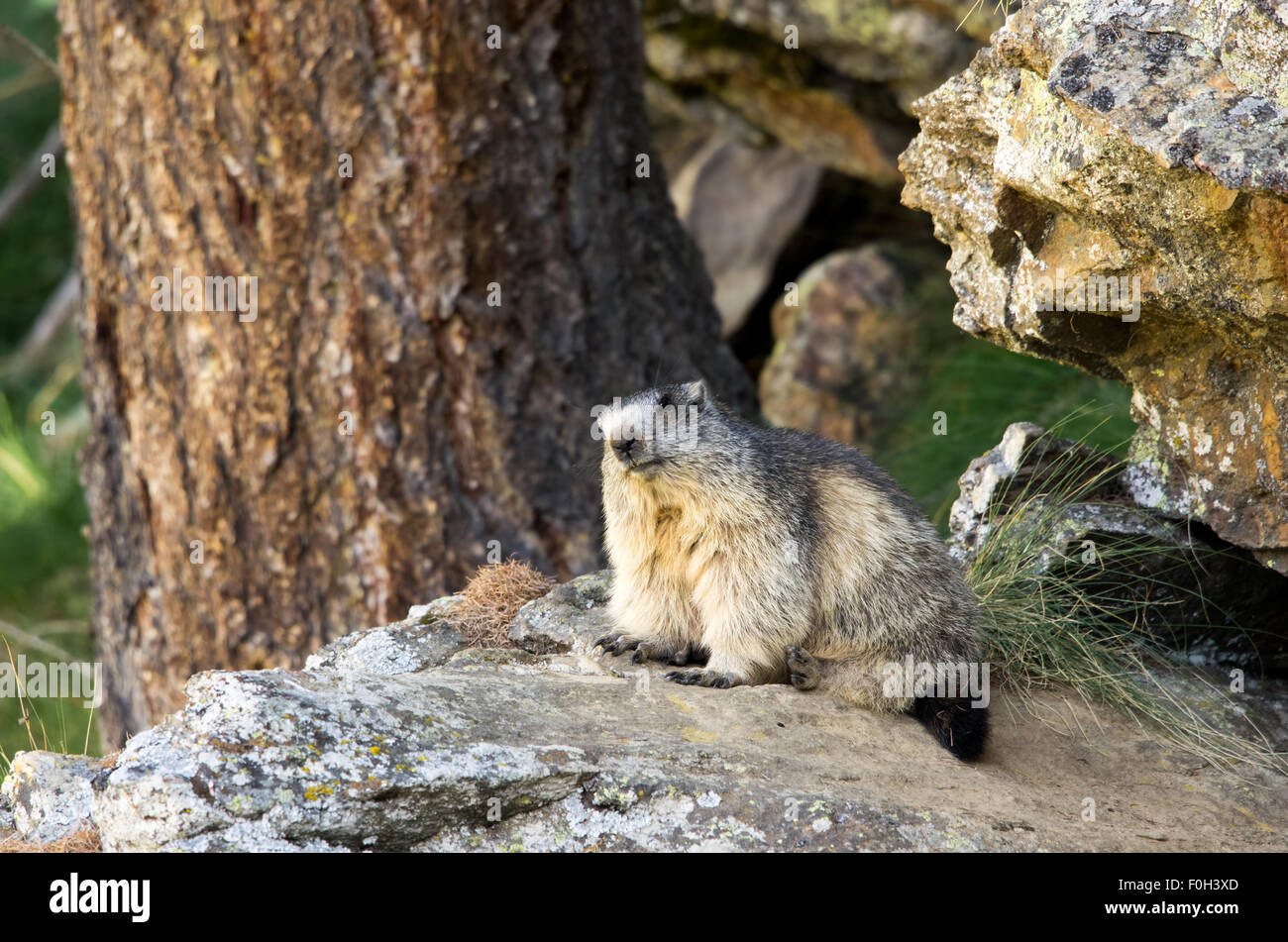 Portrait de la marmotte de l'isolé tandis que les bâillements, marmotte, marmotte des Alpes italiennes Banque D'Images