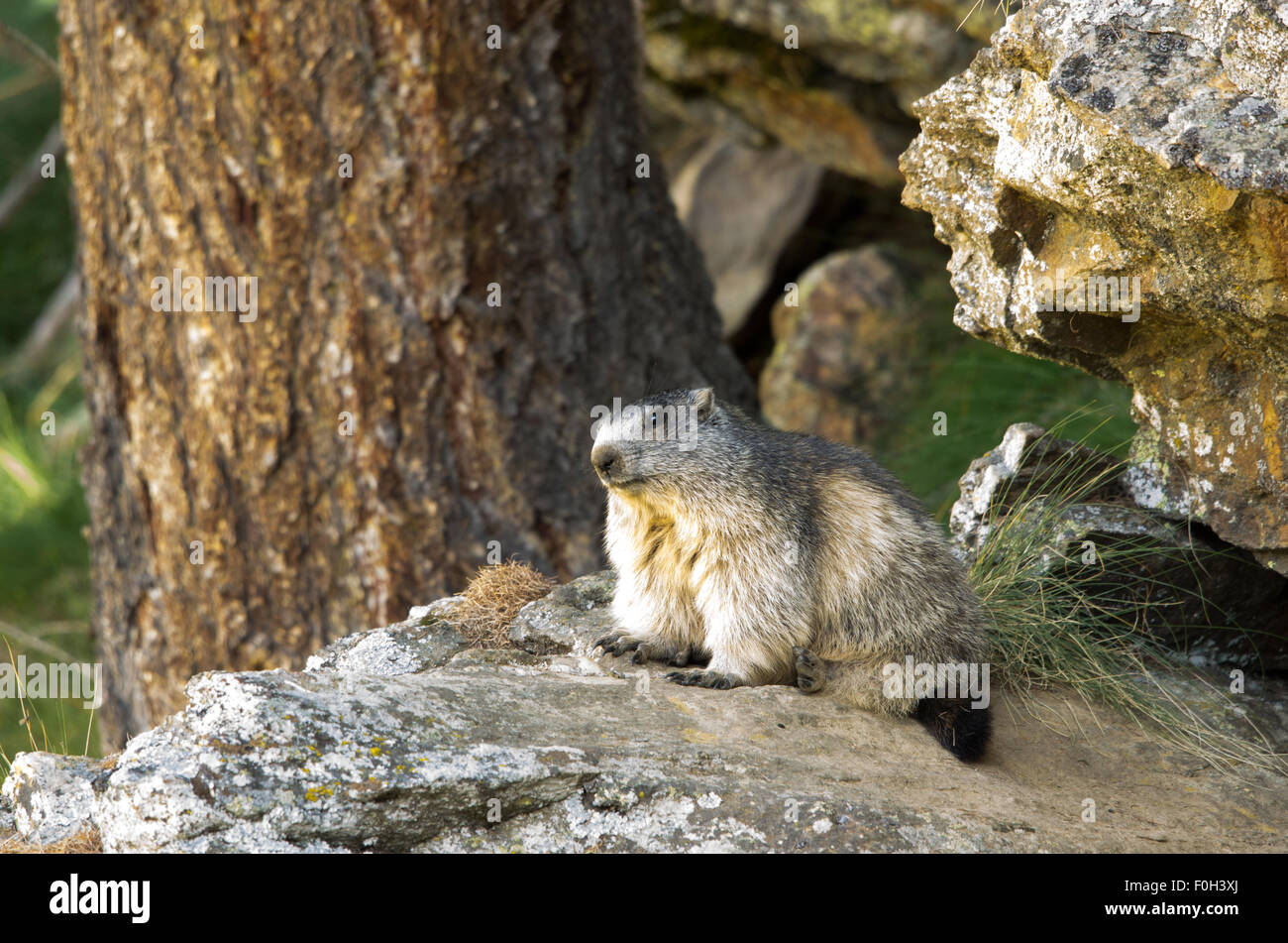 Portrait de la marmotte de l'isolé tandis que les bâillements, marmotte, marmotte des Alpes italiennes Banque D'Images