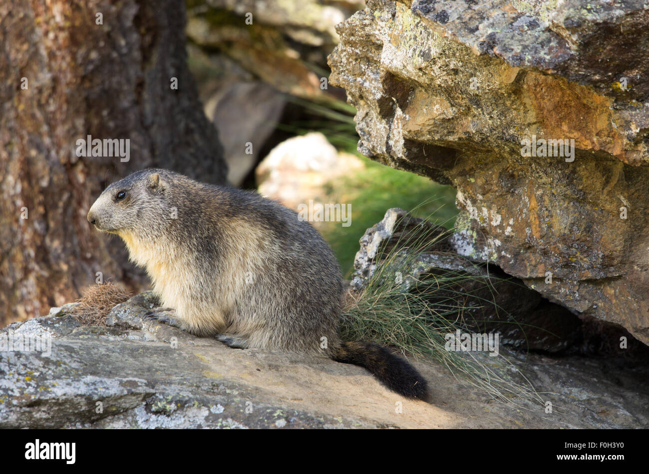 Portrait de la marmotte de l'isolé tandis que les bâillements, marmotte, marmotte des Alpes italiennes Banque D'Images