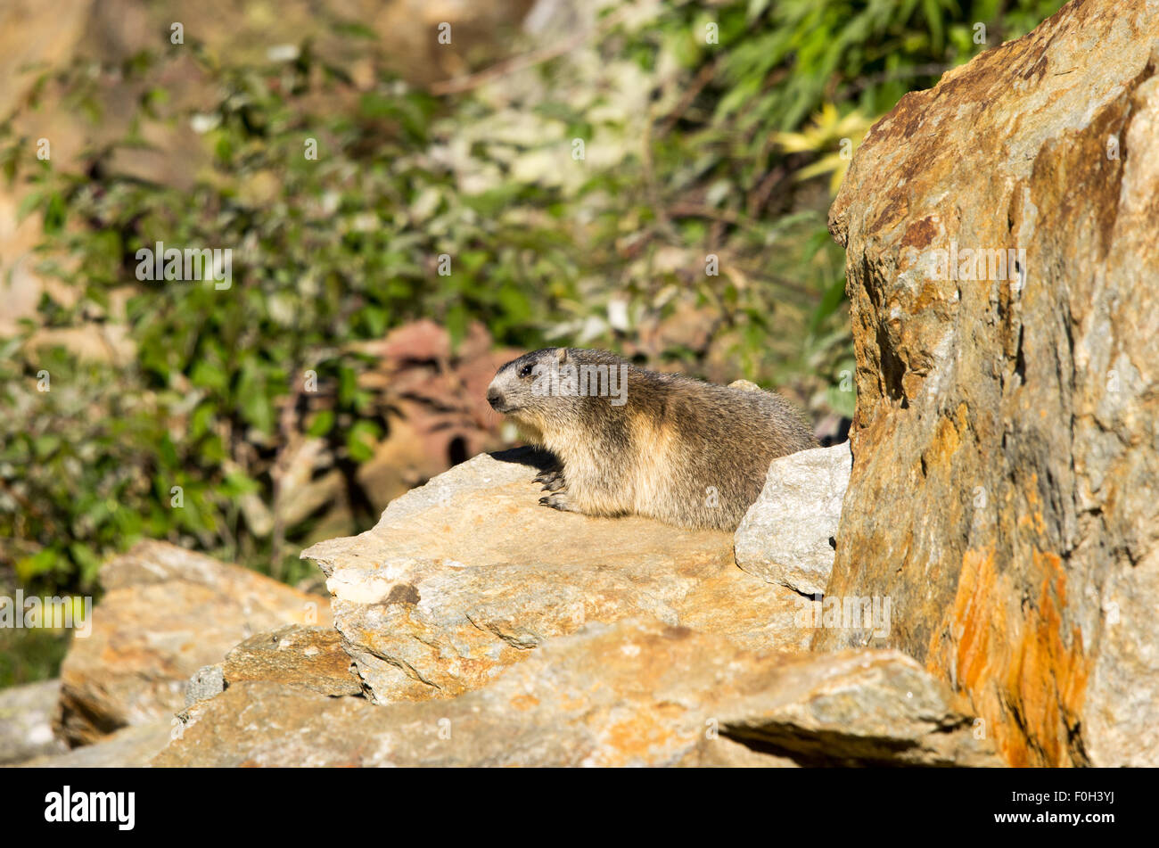 Portrait de la marmotte de l'isolé tandis que les bâillements, marmotte, marmotte des Alpes italiennes Banque D'Images